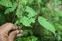  ( - BioBot06043)  @11 [ ] CreativeCommons - Attribution Non-Commercial Share-Alike (2010) Daniel H. Janzen Guanacaste Dry Forest Conservation Fund