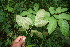  ( - BioBot06043)  @11 [ ] CreativeCommons - Attribution Non-Commercial Share-Alike (2010) Daniel H. Janzen Guanacaste Dry Forest Conservation Fund