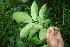  ( - BioBot06043)  @11 [ ] CreativeCommons - Attribution Non-Commercial Share-Alike (2010) Daniel H. Janzen Guanacaste Dry Forest Conservation Fund