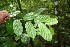  ( - BioBot06047)  @11 [ ] CreativeCommons - Attribution Non-Commercial Share-Alike (2010) Daniel H. Janzen Guanacaste Dry Forest Conservation Fund