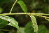  ( - BioBot06047)  @11 [ ] CreativeCommons - Attribution Non-Commercial Share-Alike (2010) Daniel H. Janzen Guanacaste Dry Forest Conservation Fund