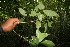  ( - BioBot06050)  @11 [ ] CreativeCommons - Attribution Non-Commercial Share-Alike (2010) Daniel H. Janzen Guanacaste Dry Forest Conservation Fund