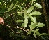  ( - BioBot06051)  @11 [ ] CreativeCommons - Attribution Non-Commercial Share-Alike (2010) Daniel H. Janzen Guanacaste Dry Forest Conservation Fund