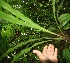  ( - BioBot06054)  @11 [ ] CreativeCommons - Attribution Non-Commercial Share-Alike (2010) Daniel H. Janzen Guanacaste Dry Forest Conservation Fund