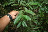  (Pseudolmedia spuria - BioBot06058)  @11 [ ] CreativeCommons - Attribution Non-Commercial Share-Alike (2010) Daniel H. Janzen Guanacaste Dry Forest Conservation Fund