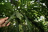  (Asplundia utilis - BioBot06061)  @11 [ ] CreativeCommons - Attribution Non-Commercial Share-Alike (2010) Daniel H. Janzen Guanacaste Dry Forest Conservation Fund