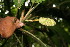  ( - BioBot06061)  @11 [ ] CreativeCommons - Attribution Non-Commercial Share-Alike (2010) Daniel H. Janzen Guanacaste Dry Forest Conservation Fund