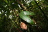  ( - BioBot06062)  @11 [ ] CreativeCommons - Attribution Non-Commercial Share-Alike (2010) Daniel H. Janzen Guanacaste Dry Forest Conservation Fund