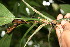  ( - BioBot06062)  @11 [ ] CreativeCommons - Attribution Non-Commercial Share-Alike (2010) Daniel H. Janzen Guanacaste Dry Forest Conservation Fund