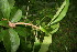  ( - BioBot06064)  @11 [ ] CreativeCommons - Attribution Non-Commercial Share-Alike (2010) Daniel H. Janzen Guanacaste Dry Forest Conservation Fund