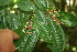  ( - BioBot06065)  @11 [ ] CreativeCommons - Attribution Non-Commercial Share-Alike (2010) Daniel H. Janzen Guanacaste Dry Forest Conservation Fund