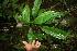  (Pourouma minor - BioBot06089)  @11 [ ] CreativeCommons - Attribution Non-Commercial Share-Alike (2010) Daniel H. Janzen Guanacaste Dry Forest Conservation Fund