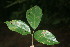  (Bignoniaceae Jorge91 - BioBot06098)  @11 [ ] CreativeCommons - Attribution Non-Commercial Share-Alike (2010) Daniel H. Janzen Guanacaste Dry Forest Conservation Fund
