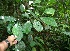  (Ocotea floribunda - BioBot06111)  @11 [ ] CreativeCommons - Attribution Non-Commercial Share-Alike (2010) Daniel H. Janzen Guanacaste Dry Forest Conservation Fund
