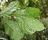  ( - BioBot06112)  @11 [ ] CreativeCommons - Attribution Non-Commercial Share-Alike (2010) Daniel H. Janzen Guanacaste Dry Forest Conservation Fund