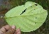  (Schlegelia parviflora - BioBot06124)  @11 [ ] CreativeCommons - Attribution Non-Commercial Share-Alike (2010) Daniel H. Janzen Guanacaste Dry Forest Conservation Fund