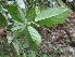  ( - BioBot06125)  @11 [ ] CreativeCommons - Attribution Non-Commercial Share-Alike (2010) Daniel H. Janzen Guanacaste Dry Forest Conservation Fund