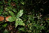  (Pharus latifolius - BioBot06143)  @11 [ ] CreativeCommons - Attribution Non-Commercial Share-Alike (2010) Daniel H. Janzen Guanacaste Dry Forest Conservation Fund