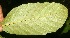  (Sloanea faginea - BioBot06182)  @11 [ ] CreativeCommons - Attribution Non-Commercial Share-Alike (2010) Daniel H. Janzen Guanacaste Dry Forest Conservation Fund