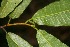  ( - BioBot06186)  @11 [ ] CreativeCommons - Attribution Non-Commercial Share-Alike (2010) Daniel H. Janzen Guanacaste Dry Forest Conservation Fund