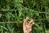  ( - BioBot06200)  @11 [ ] CreativeCommons - Attribution Non-Commercial Share-Alike (2010) Daniel H. Janzen Guanacaste Dry Forest Conservation Fund