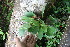  (Peperomia Jorge114 - BioBot06206)  @11 [ ] CreativeCommons - Attribution Non-Commercial Share-Alike (2010) Daniel H. Janzen Guanacaste Dry Forest Conservation Fund