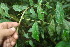  ( - BioBot06221)  @11 [ ] CreativeCommons - Attribution Non-Commercial Share-Alike (2010) Daniel H. Janzen Guanacaste Dry Forest Conservation Fund