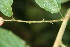  ( - BioBot06221)  @11 [ ] CreativeCommons - Attribution Non-Commercial Share-Alike (2010) Daniel H. Janzen Guanacaste Dry Forest Conservation Fund