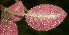  (Episcia lilacina - BioBot06227)  @12 [ ] CreativeCommons - Attribution Non-Commercial Share-Alike (2010) Daniel H. Janzen Guanacaste Dry Forest Conservation Fund