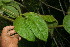  ( - BioBot06230)  @11 [ ] CreativeCommons - Attribution Non-Commercial Share-Alike (2010) Daniel H. Janzen Guanacaste Dry Forest Conservation Fund