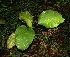  ( - BioBot06234)  @11 [ ] CreativeCommons - Attribution Non-Commercial Share-Alike (2010) Daniel H. Janzen Guanacaste Dry Forest Conservation Fund