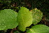  ( - BioBot06234)  @11 [ ] CreativeCommons - Attribution Non-Commercial Share-Alike (2010) Daniel H. Janzen Guanacaste Dry Forest Conservation Fund