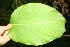  ( - BioBot06234)  @11 [ ] CreativeCommons - Attribution Non-Commercial Share-Alike (2010) Daniel H. Janzen Guanacaste Dry Forest Conservation Fund