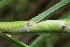  ( - BioBot06238)  @11 [ ] CreativeCommons - Attribution Non-Commercial Share-Alike (2010) Daniel H. Janzen Guanacaste Dry Forest Conservation Fund