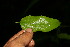  ( - BioBot06252)  @11 [ ] CreativeCommons - Attribution Non-Commercial Share-Alike (2010) Daniel H. Janzen Guanacaste Dry Forest Conservation Fund