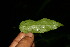  ( - BioBot06252)  @11 [ ] CreativeCommons - Attribution Non-Commercial Share-Alike (2010) Daniel H. Janzen Guanacaste Dry Forest Conservation Fund