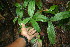  (Mapania assimilis - BioBot06260)  @11 [ ] CreativeCommons - Attribution Non-Commercial Share-Alike (2010) Daniel H. Janzen Guanacaste Dry Forest Conservation Fund