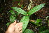  ( - BioBot06260)  @11 [ ] CreativeCommons - Attribution Non-Commercial Share-Alike (2010) Daniel H. Janzen Guanacaste Dry Forest Conservation Fund