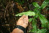  ( - BioBot06260)  @11 [ ] CreativeCommons - Attribution Non-Commercial Share-Alike (2010) Daniel H. Janzen Guanacaste Dry Forest Conservation Fund