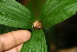  ( - BioBot06260)  @11 [ ] CreativeCommons - Attribution Non-Commercial Share-Alike (2010) Daniel H. Janzen Guanacaste Dry Forest Conservation Fund