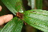  ( - BioBot06261)  @11 [ ] CreativeCommons - Attribution Non-Commercial Share-Alike (2010) Daniel H. Janzen Guanacaste Dry Forest Conservation Fund