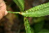  ( - BioBot06261)  @11 [ ] CreativeCommons - Attribution Non-Commercial Share-Alike (2010) Daniel H. Janzen Guanacaste Dry Forest Conservation Fund