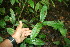  ( - BioBot06262)  @11 [ ] CreativeCommons - Attribution Non-Commercial Share-Alike (2010) Daniel H. Janzen Guanacaste Dry Forest Conservation Fund