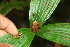  ( - BioBot06262)  @11 [ ] CreativeCommons - Attribution Non-Commercial Share-Alike (2010) Daniel H. Janzen Guanacaste Dry Forest Conservation Fund