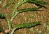  ( - BioBot06283)  @11 [ ] CreativeCommons - Attribution Non-Commercial Share-Alike (2010) Daniel H. Janzen Guanacaste Dry Forest Conservation Fund