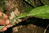  ( - BioBot06302)  @11 [ ] CreativeCommons - Attribution Non-Commercial Share-Alike (2010) Daniel H. Janzen Guanacaste Dry Forest Conservation Fund