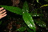  ( - BioBot06323)  @11 [ ] CreativeCommons - Attribution Non-Commercial Share-Alike (2010) Daniel H. Janzen Guanacaste Dry Forest Conservation Fund