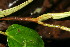  ( - BioBot06323)  @11 [ ] CreativeCommons - Attribution Non-Commercial Share-Alike (2010) Daniel H. Janzen Guanacaste Dry Forest Conservation Fund