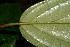  ( - BioBot06323)  @11 [ ] CreativeCommons - Attribution Non-Commercial Share-Alike (2010) Daniel H. Janzen Guanacaste Dry Forest Conservation Fund