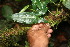  ( - BioBot06355)  @11 [ ] CreativeCommons - Attribution Non-Commercial Share-Alike (2010) Daniel H. Janzen Guanacaste Dry Forest Conservation Fund